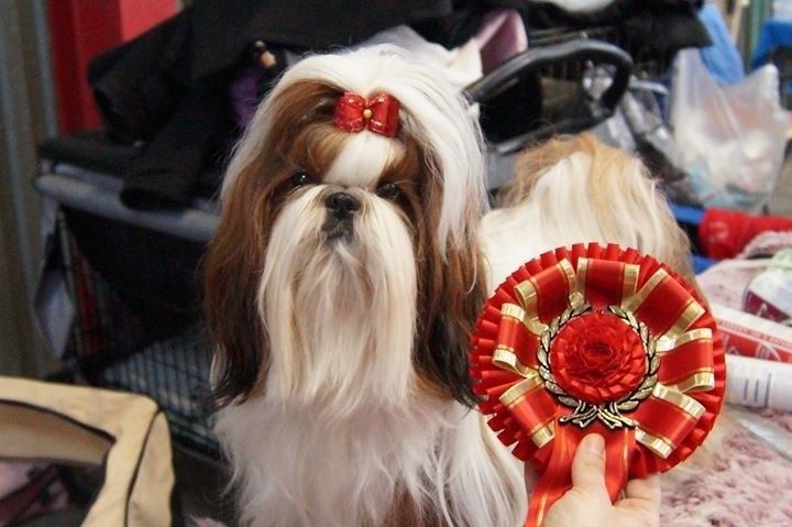 CH. J-lo des pommiers du pays d othe - Excellente, deuxième, classe intermédiaire.