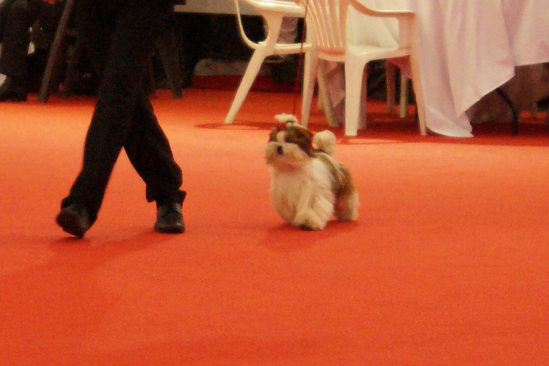 CH. J-lo des pommiers du pays d othe - 1er trés prometteur, classe puppy, meilleur puppy