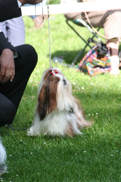 CH. J-lo des pommiers du pays d othe - Première excellente, CACS, meilleure de race.