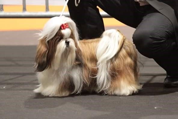 CH. J-lo des pommiers du pays d othe - Excellent, troisième, classe intermédiaire.