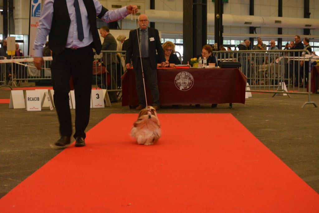 CH. J-lo des pommiers du pays d othe - 3eme excellent Classe Champion