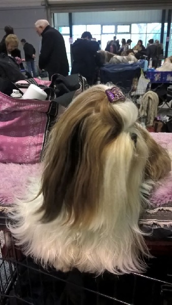 CH. J-lo des pommiers du pays d othe - Rcacs - 2eme excellente classe ouverte