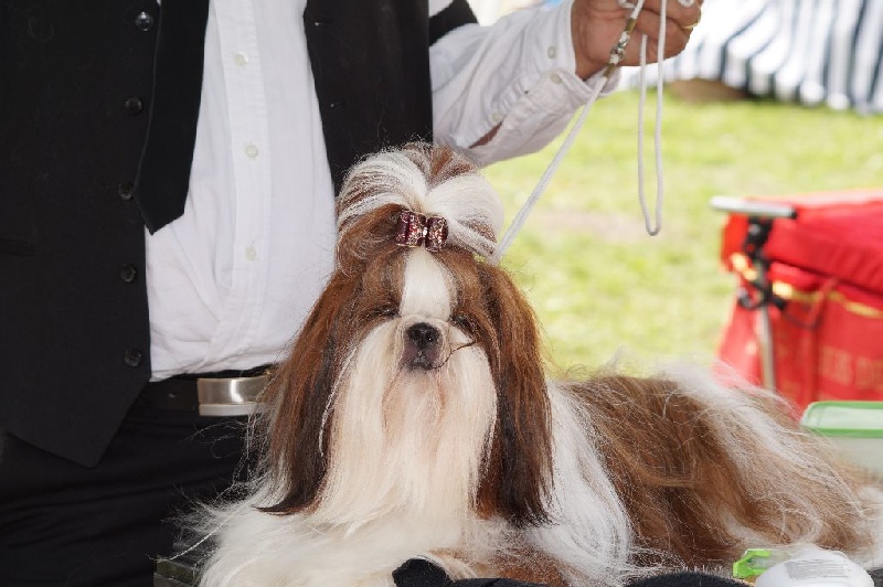 CH. J-lo des pommiers du pays d othe - Première excellente, CACS, meilleure de race.