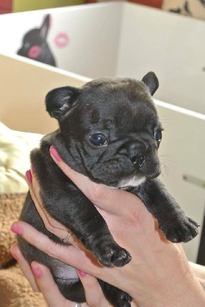 Publication : Von Boule D'esteix Auteur : Von Boule d'Esteix