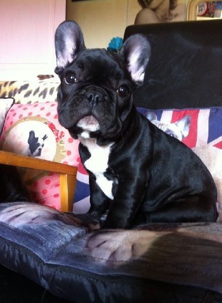 Publication : Von Boule D'esteix Auteur : Von Boule d'Esteix