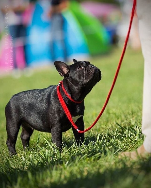 Publication : Von Boule D'esteix Auteur : Von Boule d'Esteix