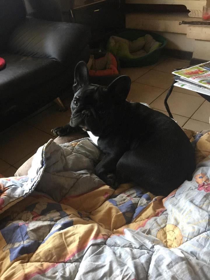 Publication : Von Boule D'esteix Auteur : Von Boule d'Esteix