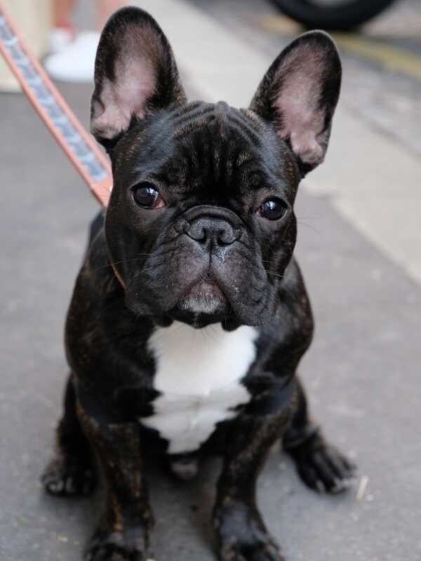 Publication : Von Boule D'esteix Auteur : Von Boule d'Esteix