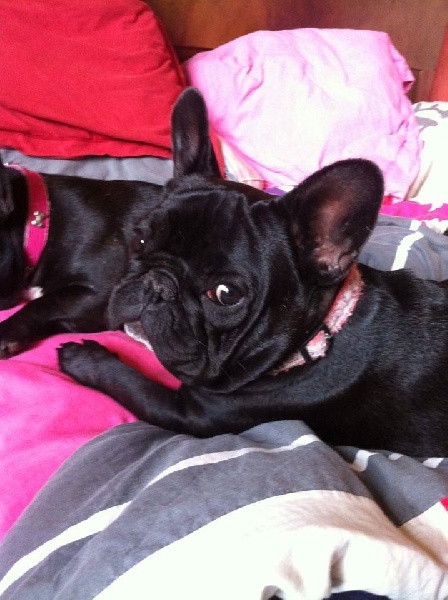 Publication : Von Boule D'esteix Auteur : Von Boule d'Esteix