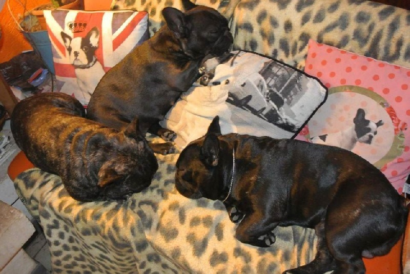 Publication : Von Boule D'esteix Auteur : Von Boule d'Esteix