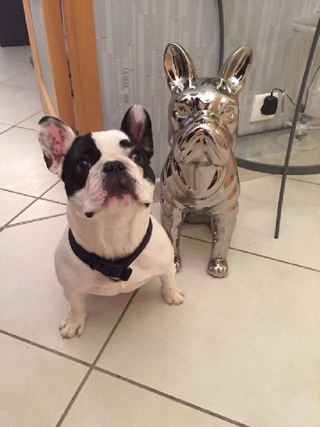 Publication : Von Boule D'esteix Auteur : Von Boule d'Esteix