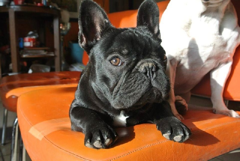 Publication : Von Boule D'esteix Auteur : Von Boule d'Esteix