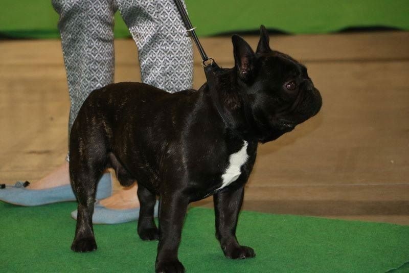 Publication : Von Boule D'esteix Auteur : Von Boule d'Esteix