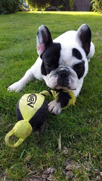 Publication : Von Boule D'esteix Auteur : Von Boule d'Esteix