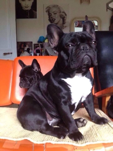 Publication : Von Boule D'esteix Auteur : Von Boule d'Esteix