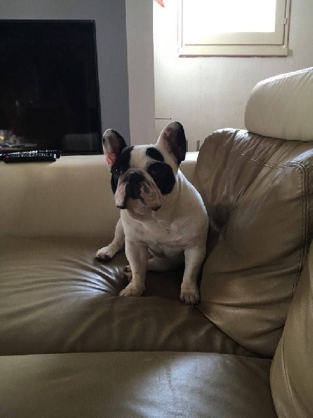 Publication : Von Boule D'esteix Auteur : Von Boule d'Esteix