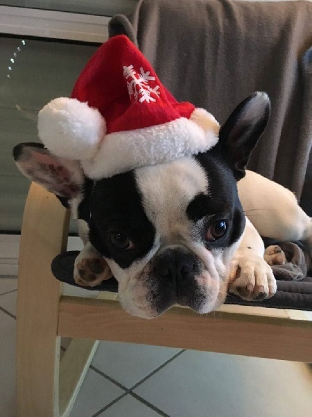 Publication : Von Boule D'esteix Auteur : Von Boule d'Esteix