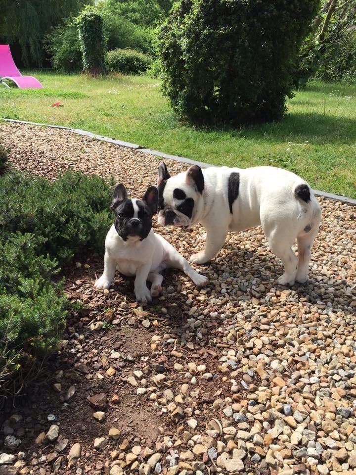 Publication : Von Boule D'esteix Auteur : Von Boule d'Esteix