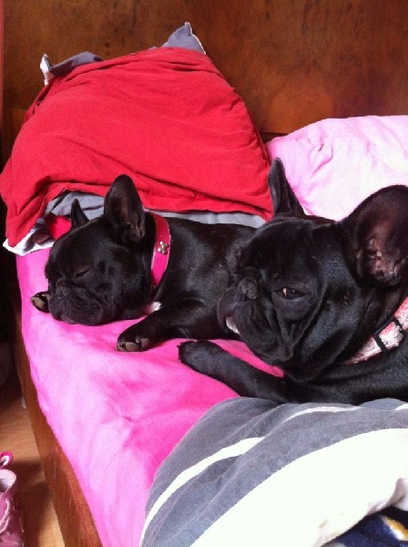 Publication : Von Boule D'esteix Auteur : Von Boule d'Esteix