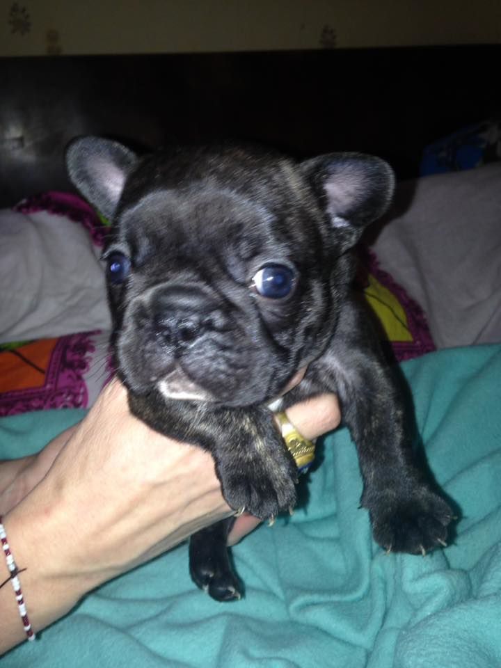 Publication : Von Boule D'esteix Auteur : Von Boule d'Esteix