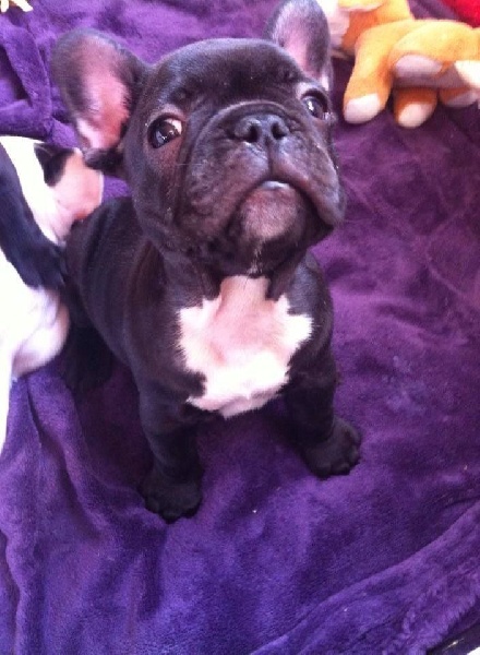 Publication : Von Boule D'esteix Auteur : Von Boule d'Esteix