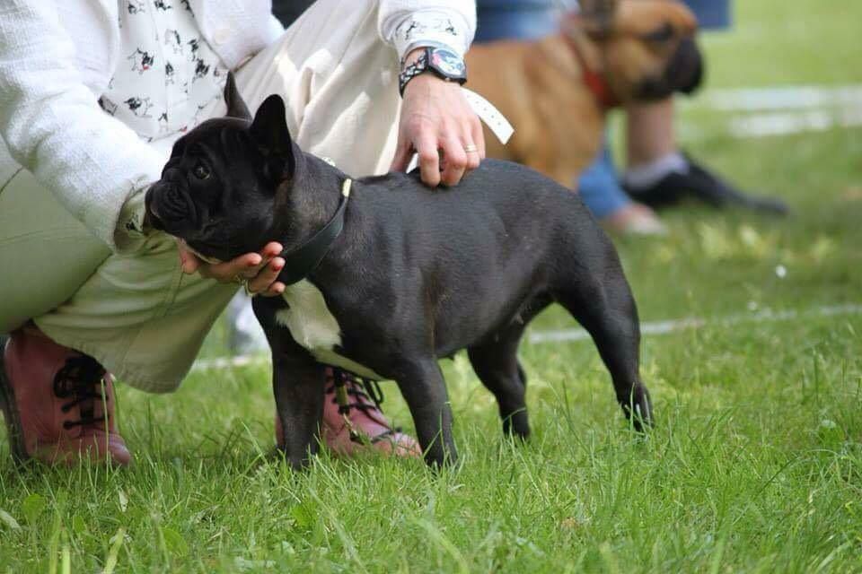 Publication : Von Boule D'esteix Auteur : Von Boule d'Esteix