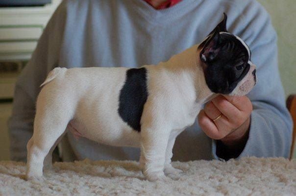 Publication : Von Boule D'esteix Auteur : Von Boule d'Esteix