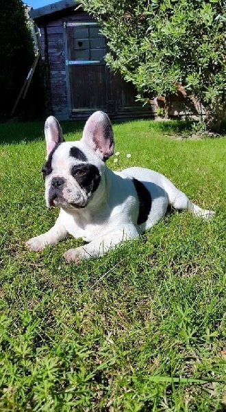 Publication : Von Boule D'esteix Auteur : Von Boule d'Esteix