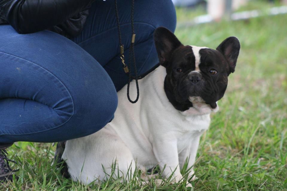 Publication : Von Boule D'esteix Auteur : Von Boule d'Esteix