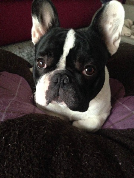 Publication : Von Boule D'esteix Auteur : Von Boule d'Esteix