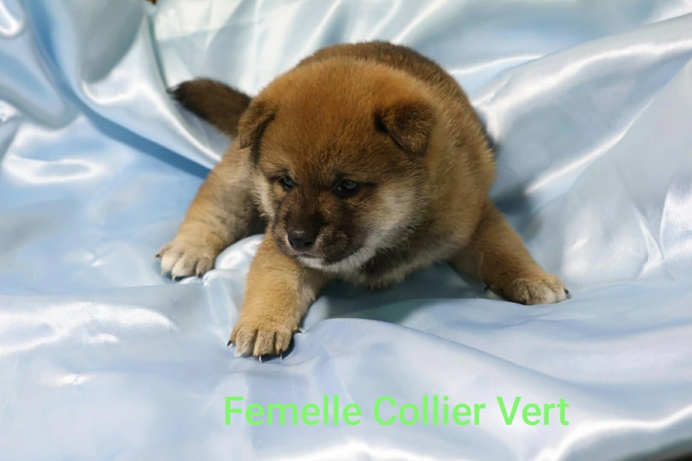 Femelle collier vert - Shiba