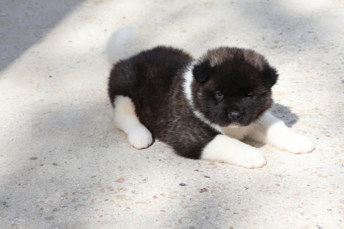 Akita americain - Du Domaine D'amserpa