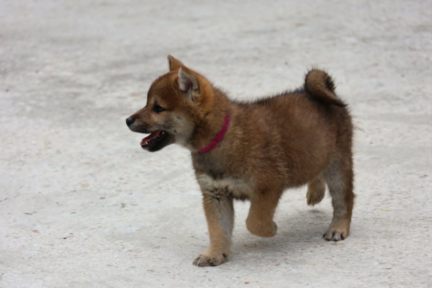 baïko - Shiba