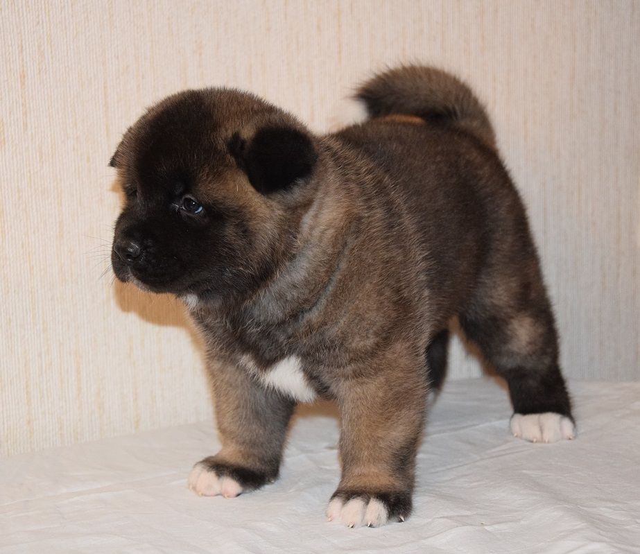 CHIOT collier rouge - Akita americain