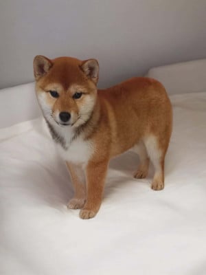 Shiba
