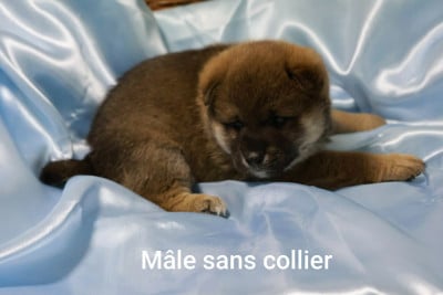 Les chiots de Shiba
