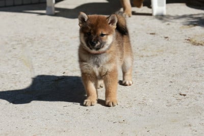 Les chiots de Shiba