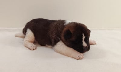 Les chiots de Akita americain