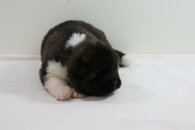 collier bleu - Akita americain