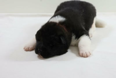 collier orange - Akita americain