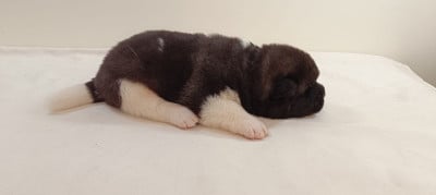 sans collier - Akita americain