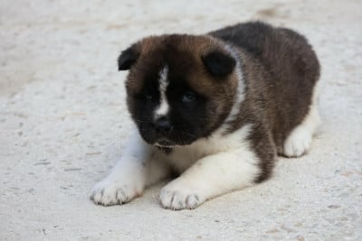 Les chiots de Akita americain