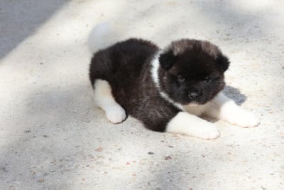 Les chiots de Akita americain