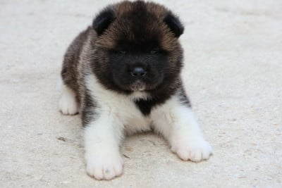 Les chiots de Akita americain