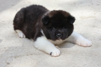 Les chiots de Akita americain