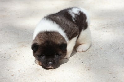 Les chiots de Akita americain