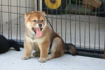 Shiba