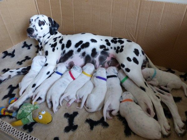 Accueil Elevage De La Foret D Esquirots Eleveur De Chiens Dalmatien