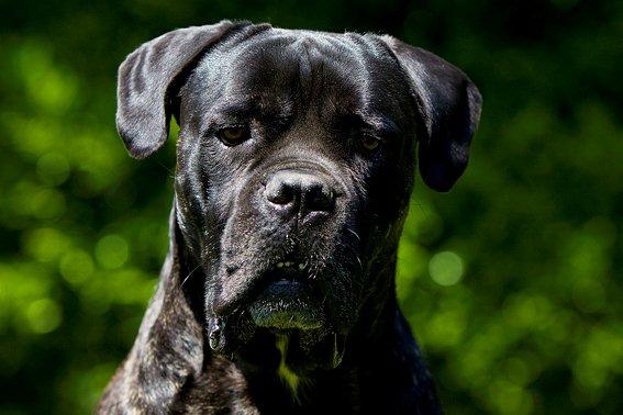 Publication : Des Protecteurs D'eloya