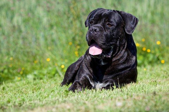 Publication : Des Protecteurs D'eloya